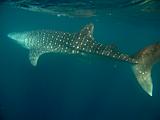 Djibouti - Whale Shark - 01